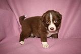 BORDER COLLIE 1298